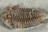 Fossil Trilobite (Calymene breviceps) - Waldron Shale #198717-5